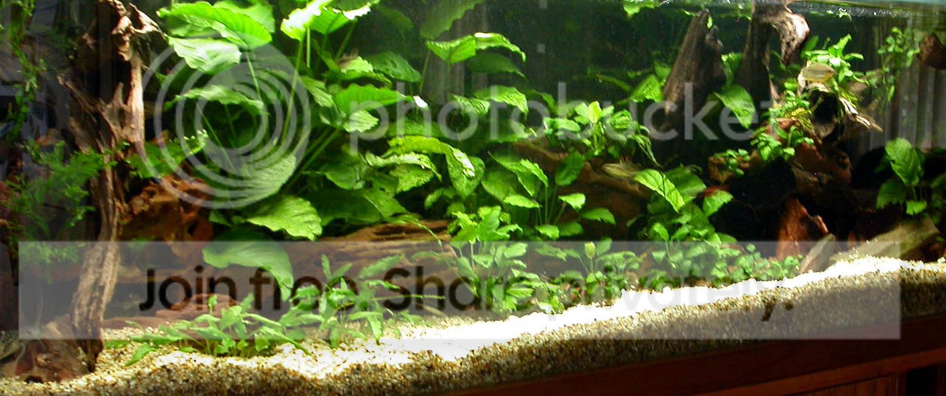 AquTankPlacidityFP112-03_edited.jpg