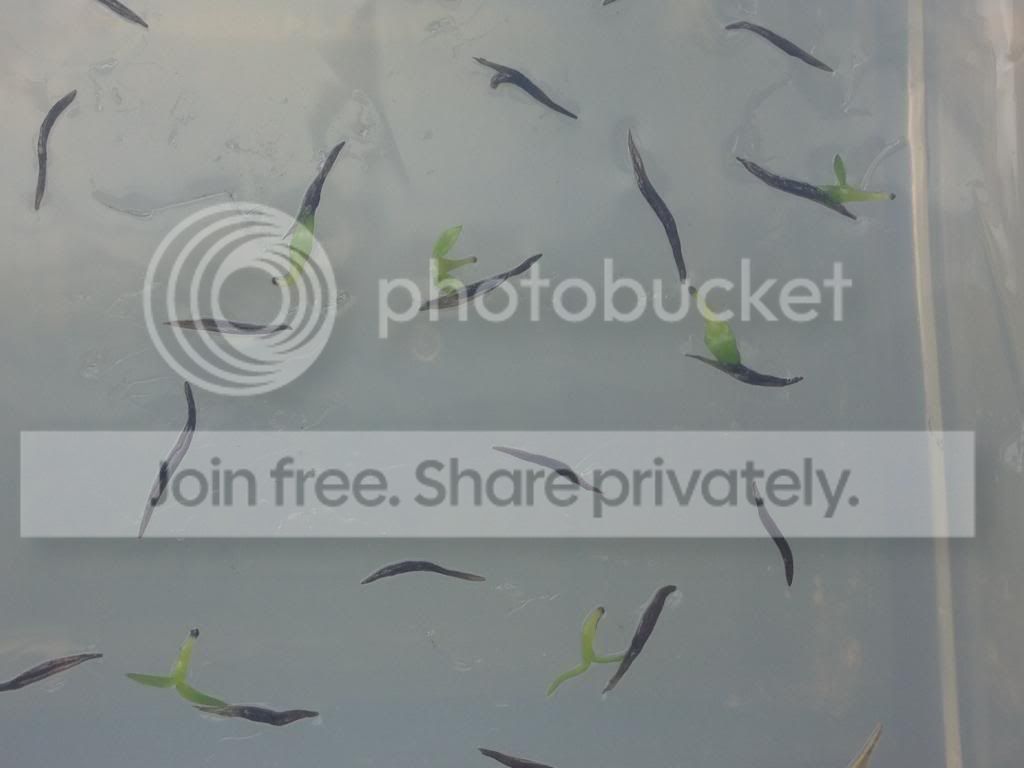 image_zps9bdb3642.jpg
