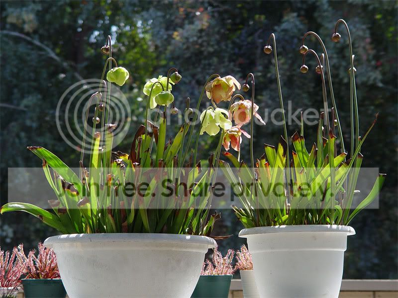 sarr_flowers08_01.jpg