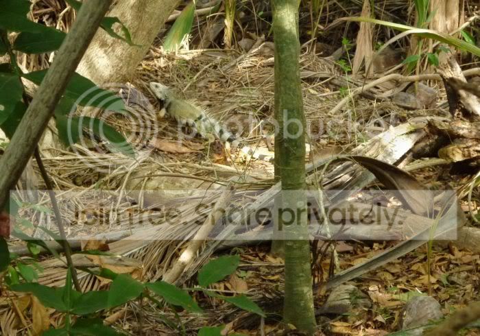 LasCabezasdeSanJuan-iguanainundergrowthRS.jpg