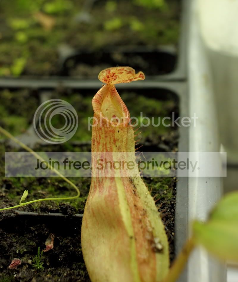 veitchiihybrid1.jpg
