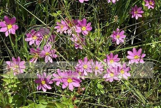flowerspink.jpg