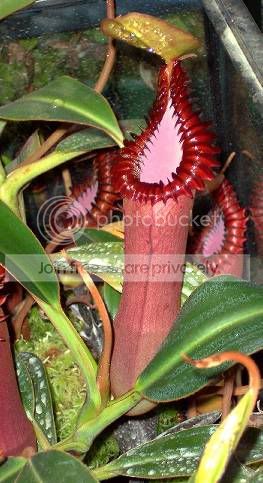 edwardsiana_small.jpg
