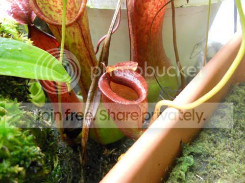 Njacq_1-31-12.jpg