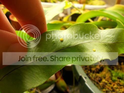 fern-spores_5-25-11.jpg