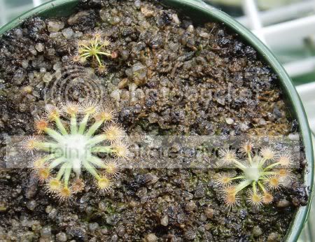 Dderbyensis4seedlings111105RS.jpg