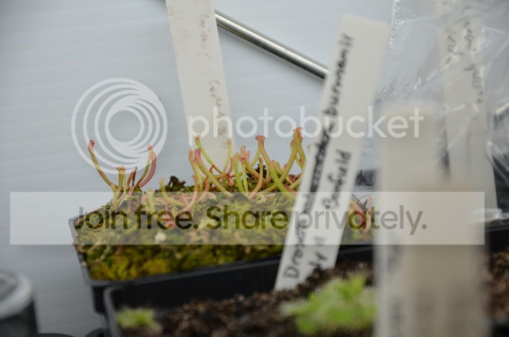 sundews009.jpg
