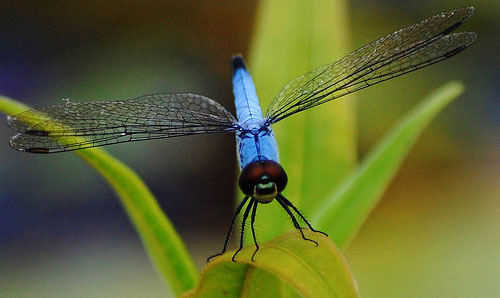 closeup-dragonfly.jpg