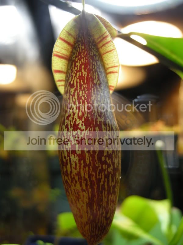 DSCN5807.jpg