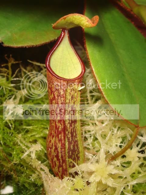 nepenthes_adnata_pitcher2.jpg