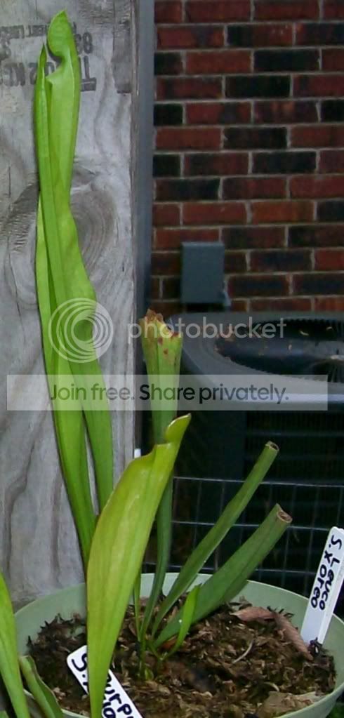 CarnivorousPlants001-Copy5.jpg
