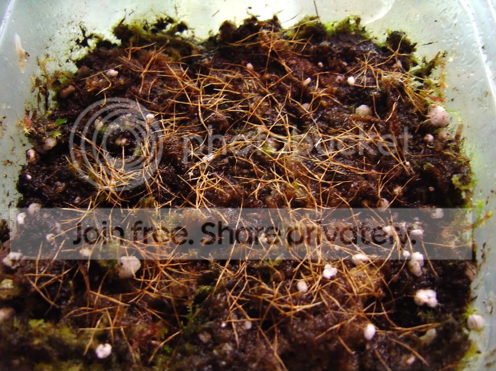 Ngracilisgreenseeds002.jpg