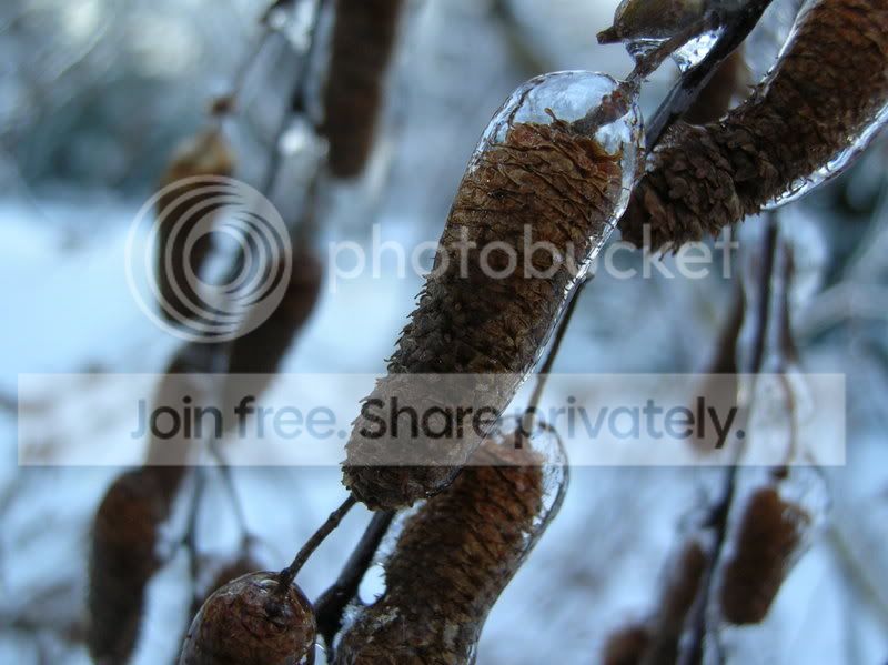 thaw.jpg