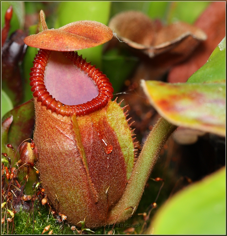 macromacro.jpg