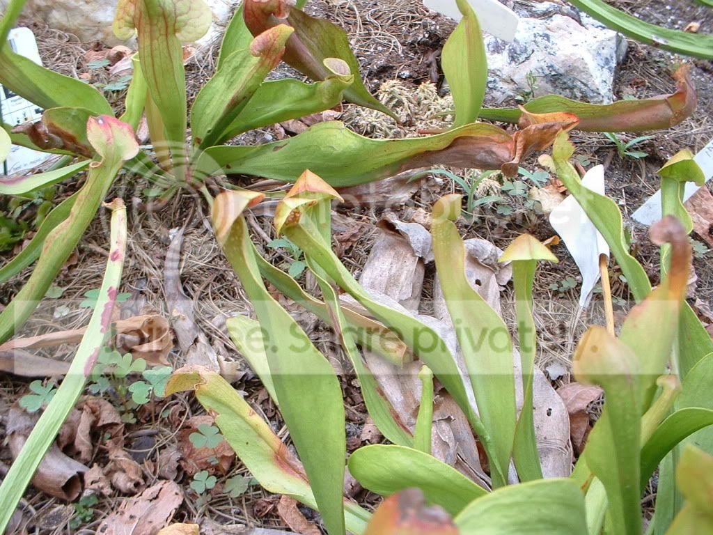 Sarracenia049.jpg