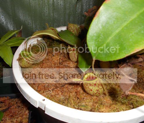 Nampullaria02_5-23-11.jpg