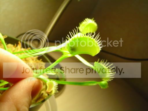 flytraptick5-19-05_002.jpg