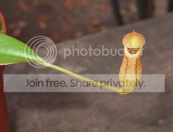 nepenthesathome005.jpg
