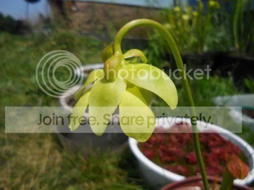 Sminor-flower_7-13-11.jpg