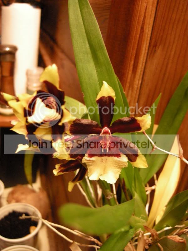 DSCN5730.jpg