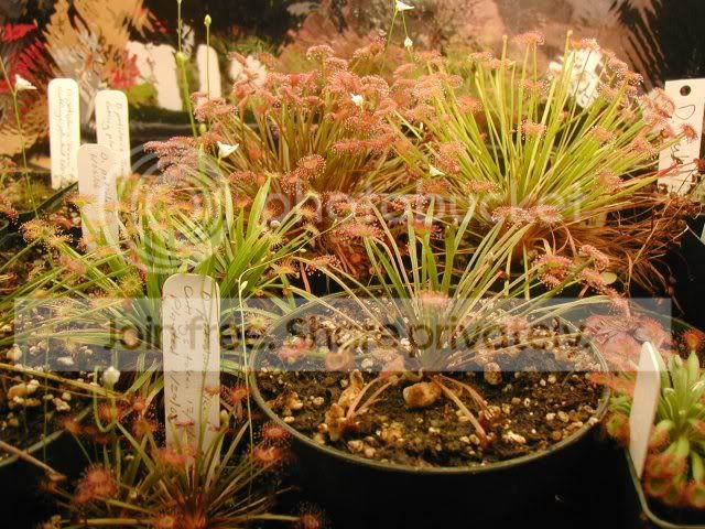 petiolariscomplex3_080506_640x480.jpg