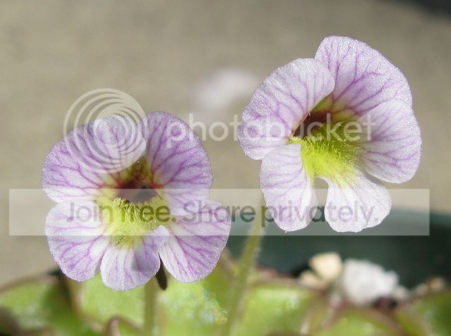 IMG_9982-P-kondoi-flowers-August-11-2012.jpg