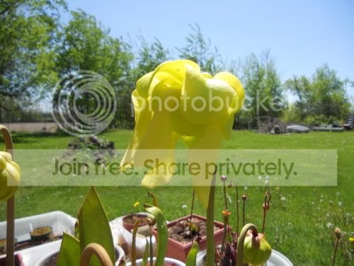Sflava_5-14-12.jpg