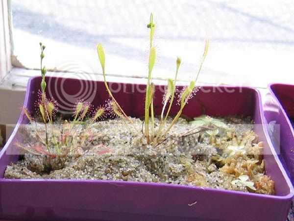 Drosera_anglica_intermedia.jpg