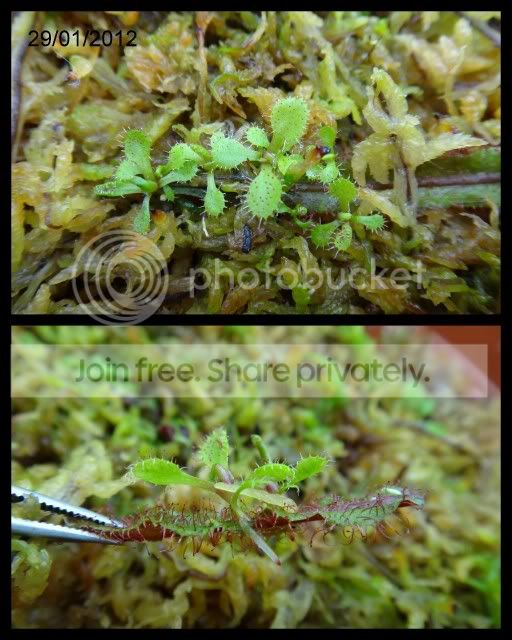 drosera_adelae_plantlets.jpg