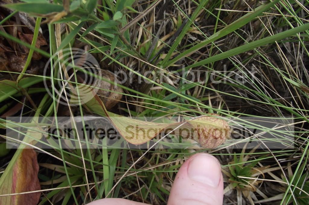 DSCF8095.jpg
