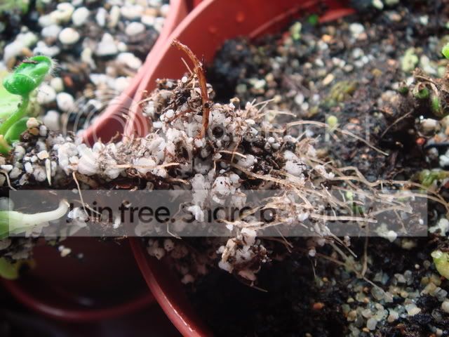 ceph_roots1.jpg