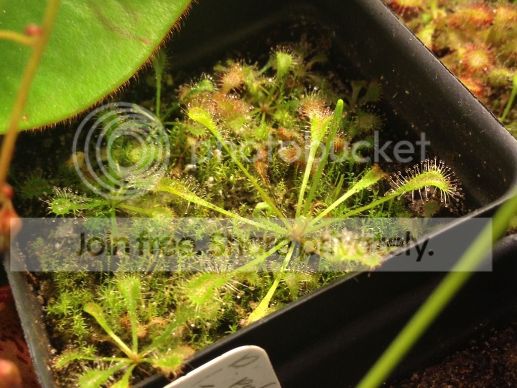 IMG_1440_zpsicvm1cf8.jpg