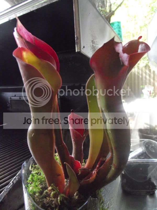DSCF5954.jpg
