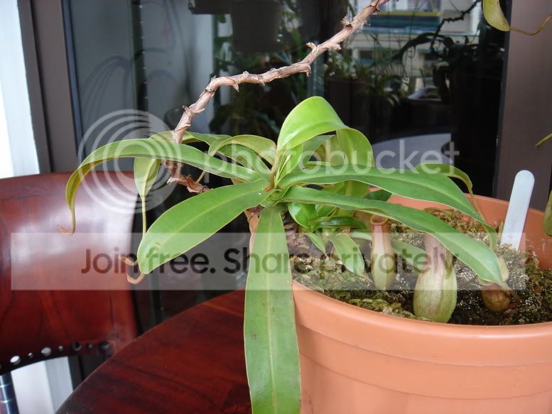 emmarenebasal290106.jpg