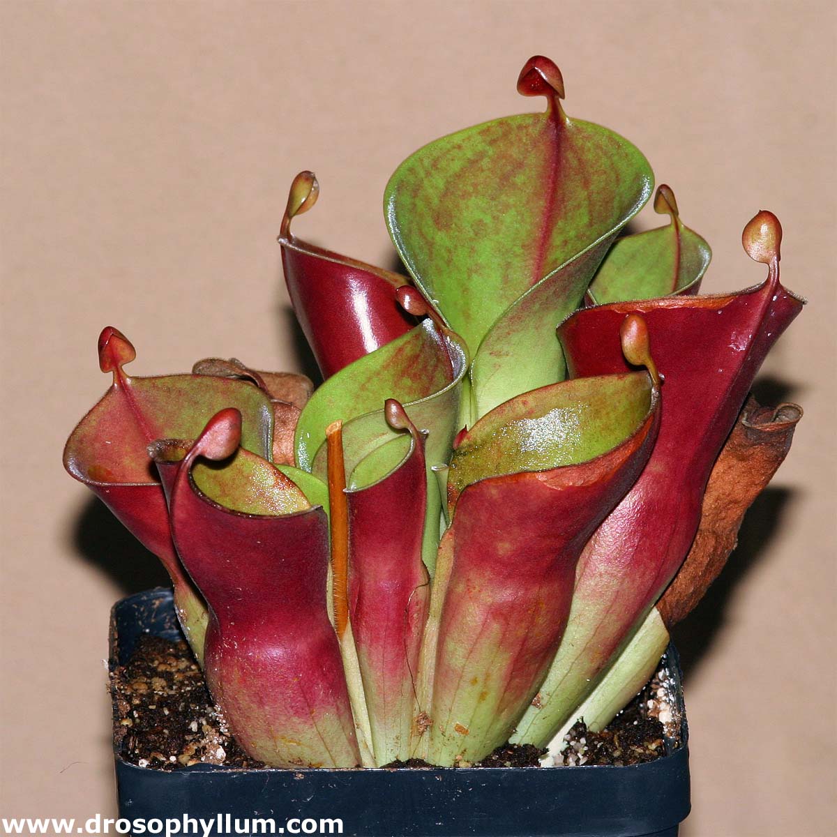 Heliamphoraminor02g.jpg