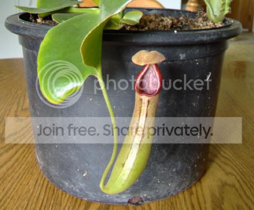 n-truncata.jpg