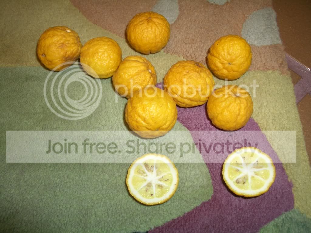 IMGP6224.jpg