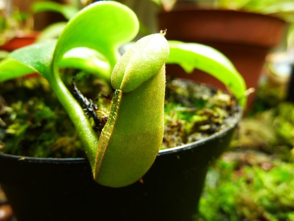flowerstalkvft12102012071_zps2f18c002.jpg