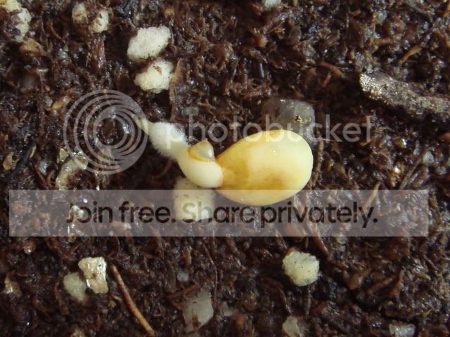 proboscidea_seed_germination.jpg