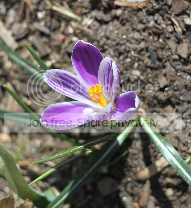 crocus.jpg