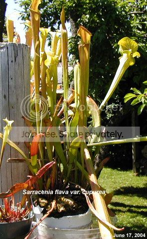 flavacupurea.jpg