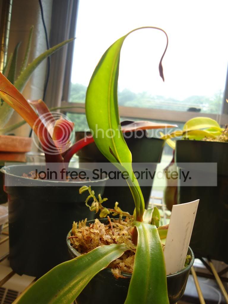 DSC07447_zpsb149e7cd.jpg