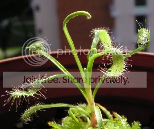 ant_on_capensis3rs.jpg