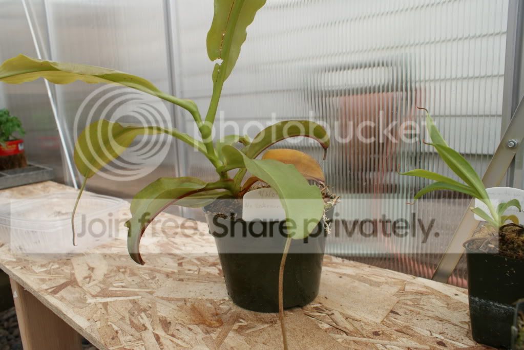 nepenthes043.jpg