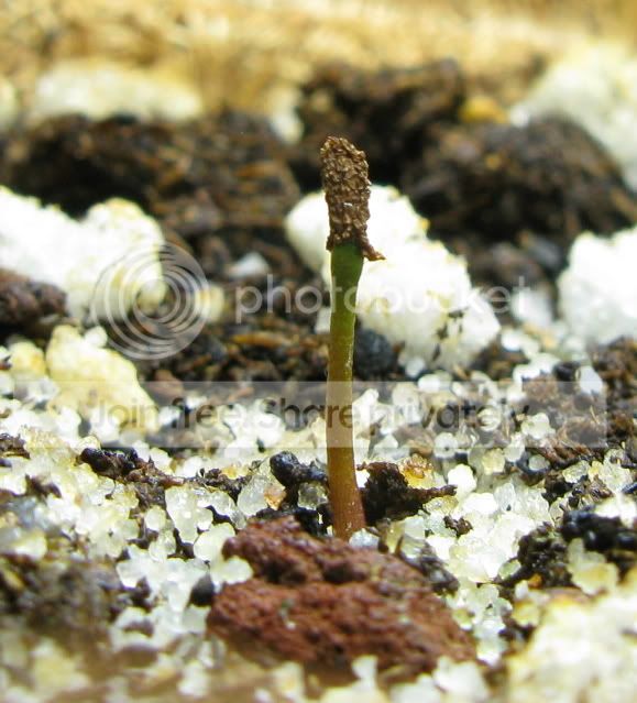 IMG_1235-Roridula-gorgonias-seedling.jpg