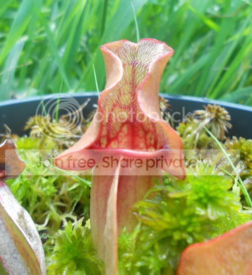 Spurpurea_6-23-11.jpg