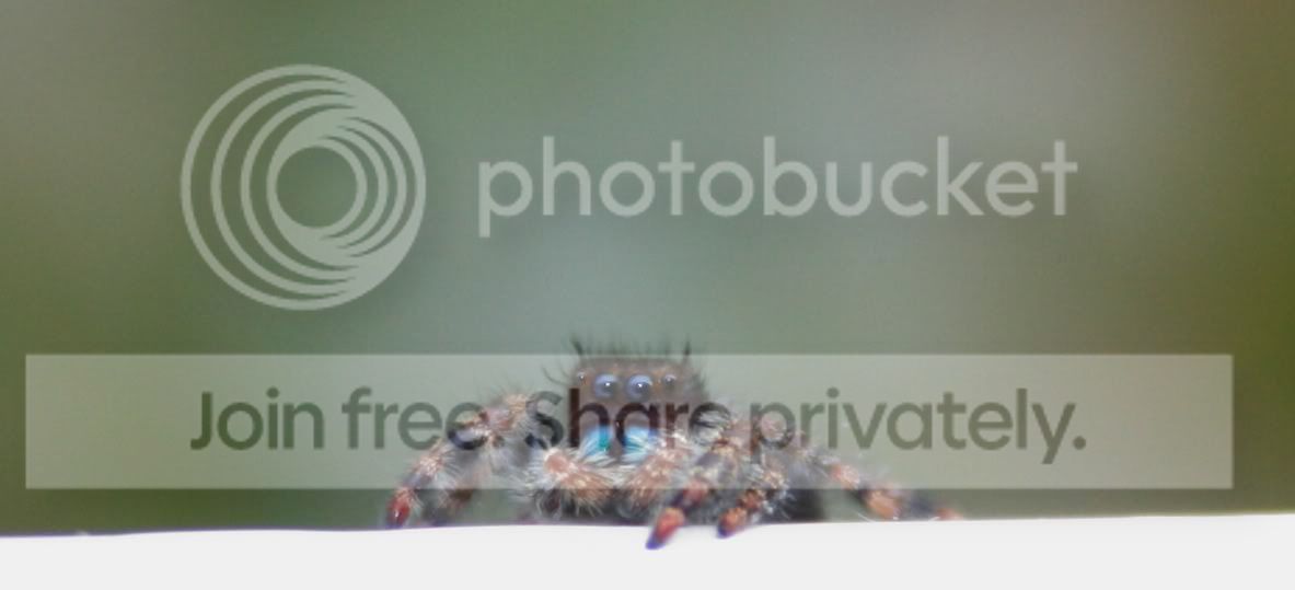 spider2-1.jpg