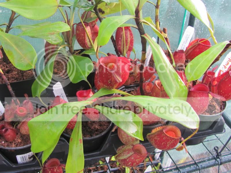 cantleysredgreenhouse.jpg