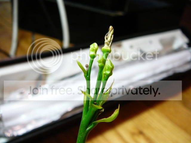 Picture145.jpg