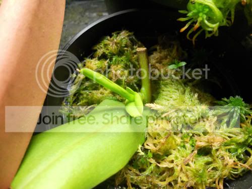 Nhamata-cutting_7-15-12.jpg